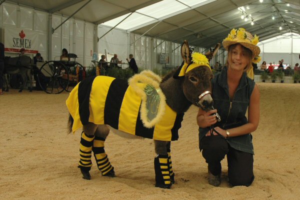 Clovercrest Donnatella with new owner Helen Szalardi having fun at her first show.